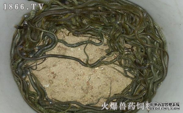 水律蛇養(yǎng)殖新技巧揭秘，高效養(yǎng)殖方法與實用操作指南