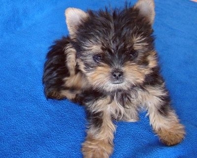 衢州寵物狗市場現(xiàn)象解析，出售信息深度探討與各方觀點碰撞