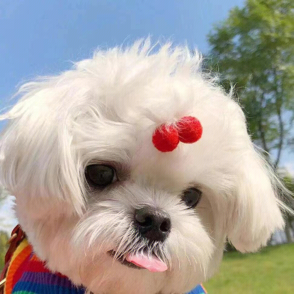 最新狗狗頭像，展現(xiàn)變化、學(xué)習(xí)與自信的力量