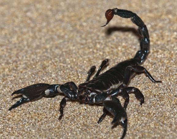 山西蝎子價(jià)格行情指南，2017年最新行情解析