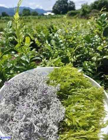 張家界莓茶價格探索之旅，自然美景與內(nèi)心寧靜的尋找