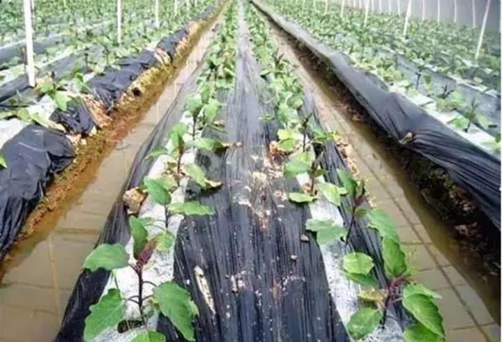 10公斤黑地膜價格,溫馨農(nóng)田里的秘密，一段關(guān)于黑地膜與友情的趣事