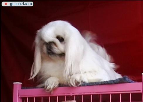 秀珍犬價(jià)格行情揭秘，變化中的市場(chǎng)行情與學(xué)習(xí)自信的力量