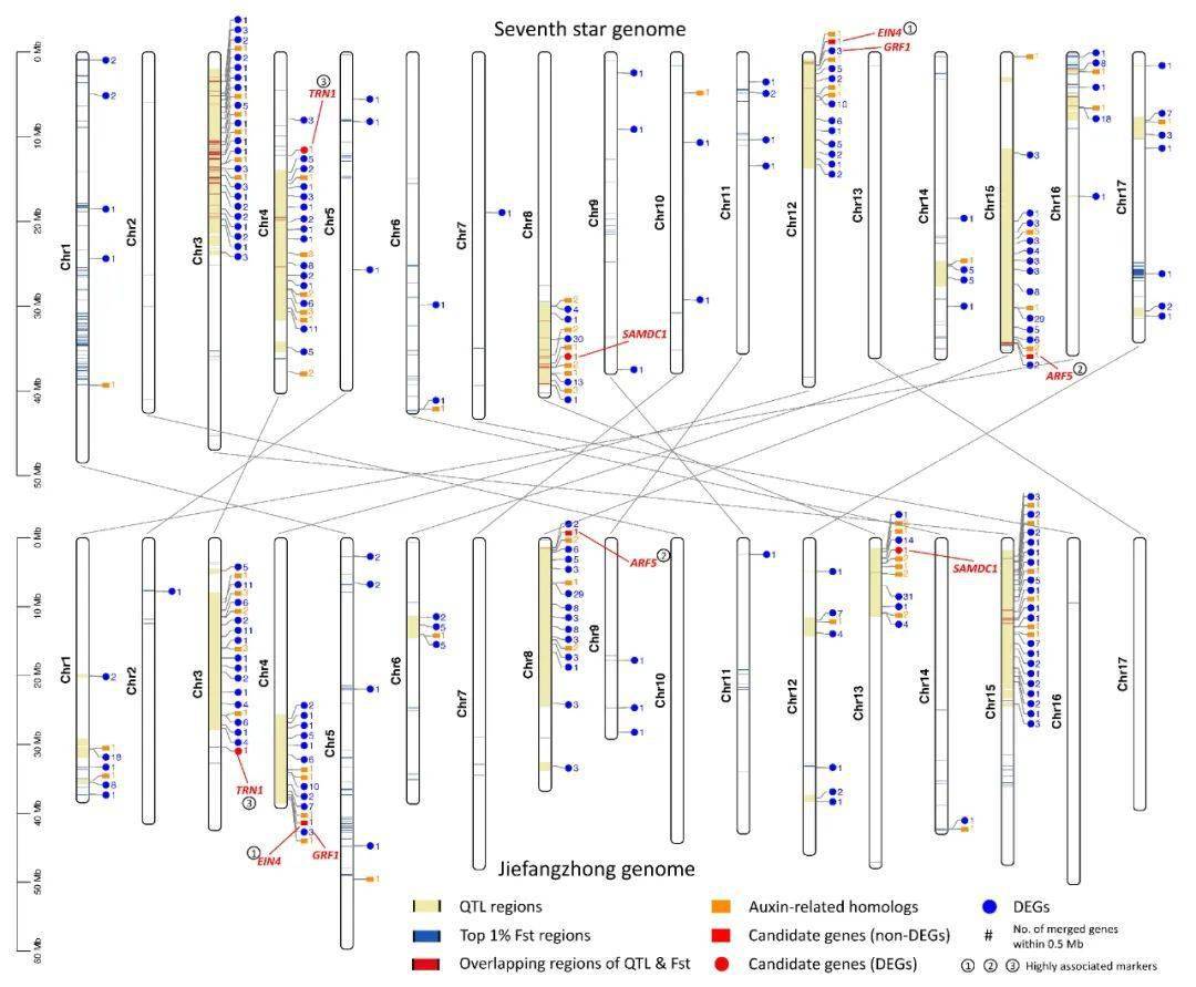 ＂新澳六開彩開獎號碼記錄＂的：數據整合解析計劃_智慧版4.19