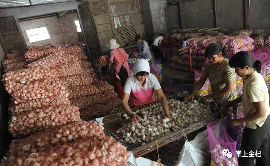 杞縣冷庫(kù)大蒜市場(chǎng)價(jià)格探秘，尋找蒜香的平靜之旅