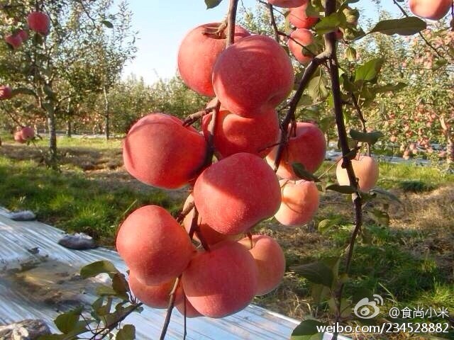 阿克蘇蘋果上市時(shí)間詳解，全面步驟指南