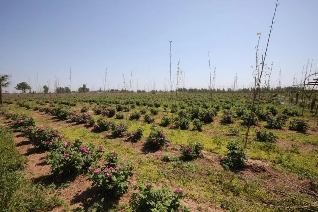 義馬裴村報房動態(tài)資訊，探尋自然美景，啟程心靈之旅