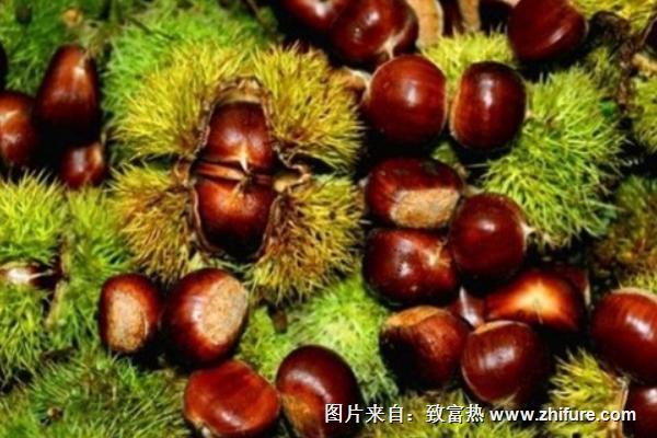 板栗最新行情概覽，市場走勢與產(chǎn)業(yè)地位深度分析