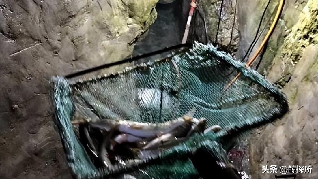 科技新星項寶貝思，重塑生活體驗的最新章節(jié)