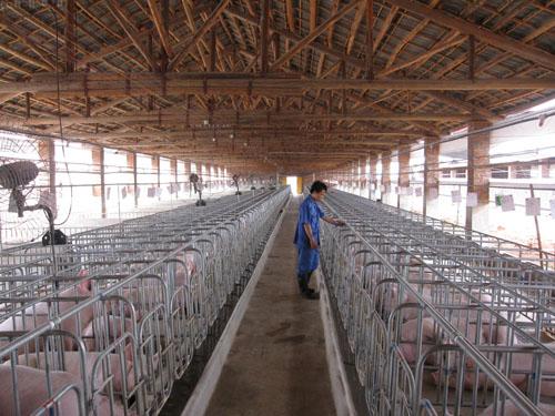 最新豬場(chǎng)管理技術(shù)解析，科技引領(lǐng)畜牧業(yè)邁向智能化未來(lái)