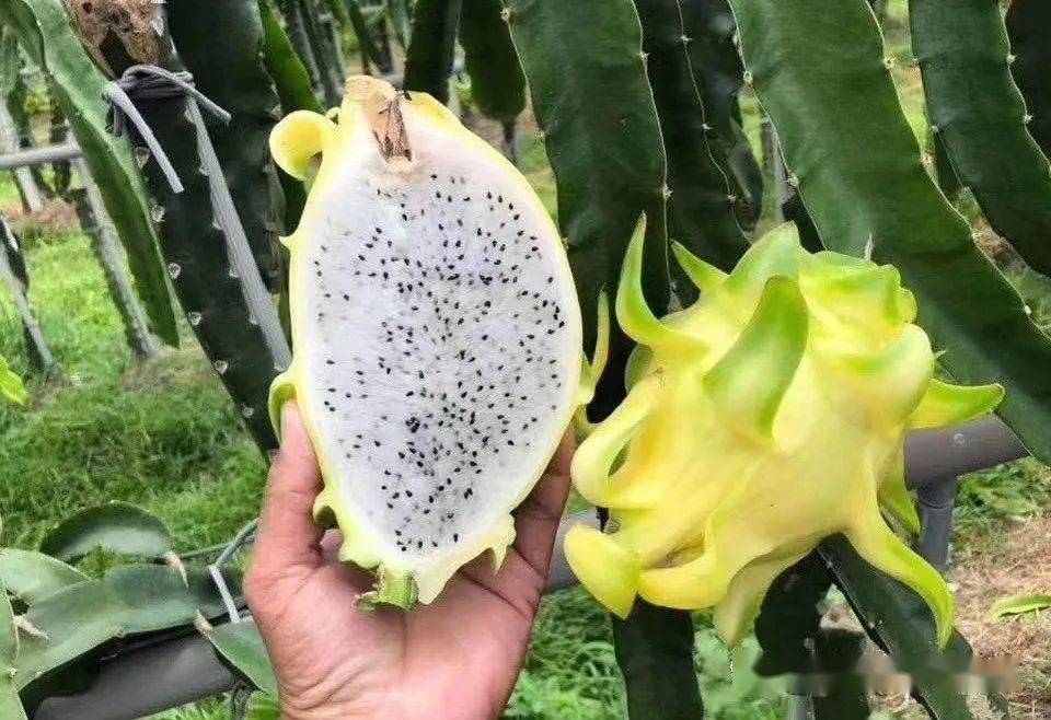 火龍果新品種揭秘，變化的力量與自信成就之旅