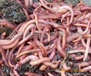 小巷深處的綠色寶藏，蚯蚓種苗價(jià)格揭秘