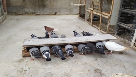 鴿糞新型應用，綠色能源的未來與科技創(chuàng)新引領生活變革