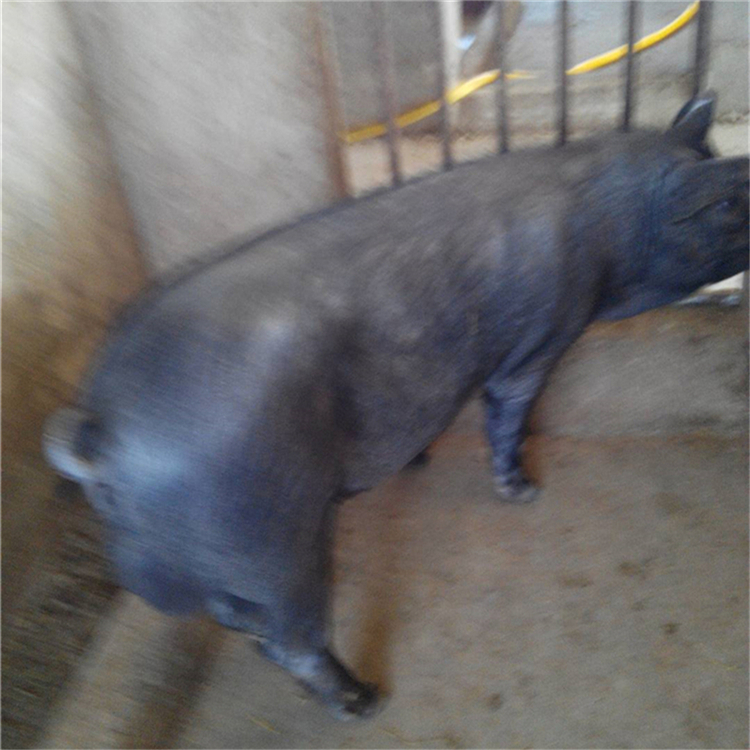 太湖母豬行情，逆風(fēng)中的自信與成就感展現(xiàn)