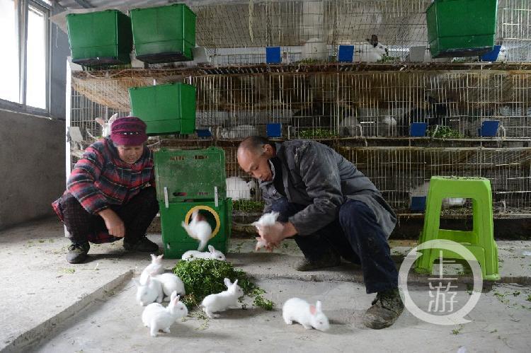 今年養(yǎng)兔行情分析，市場趨勢與前景展望