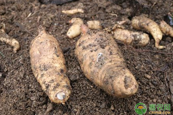 最新天麻行情，變遷之路，無(wú)限可能成就夢(mèng)