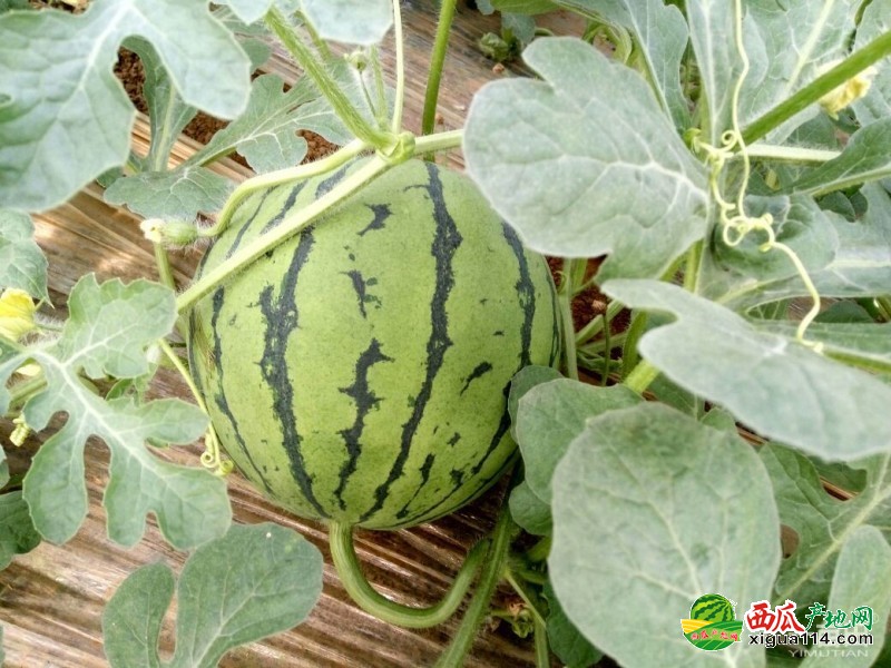 青州西瓜最新價格行情，科技賦能下的新鮮體驗