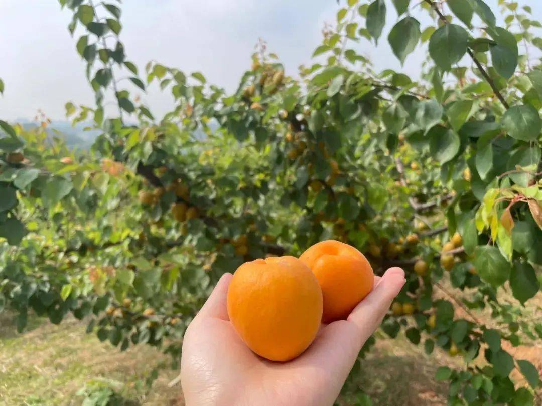 杏吧資訊速遞，引領(lǐng)時(shí)尚潮流，傳遞熱門信息的新高地門戶