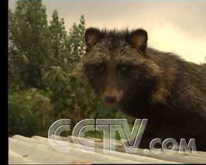 貉子最新價(jià)格行情更新，市場(chǎng)走勢(shì)分析