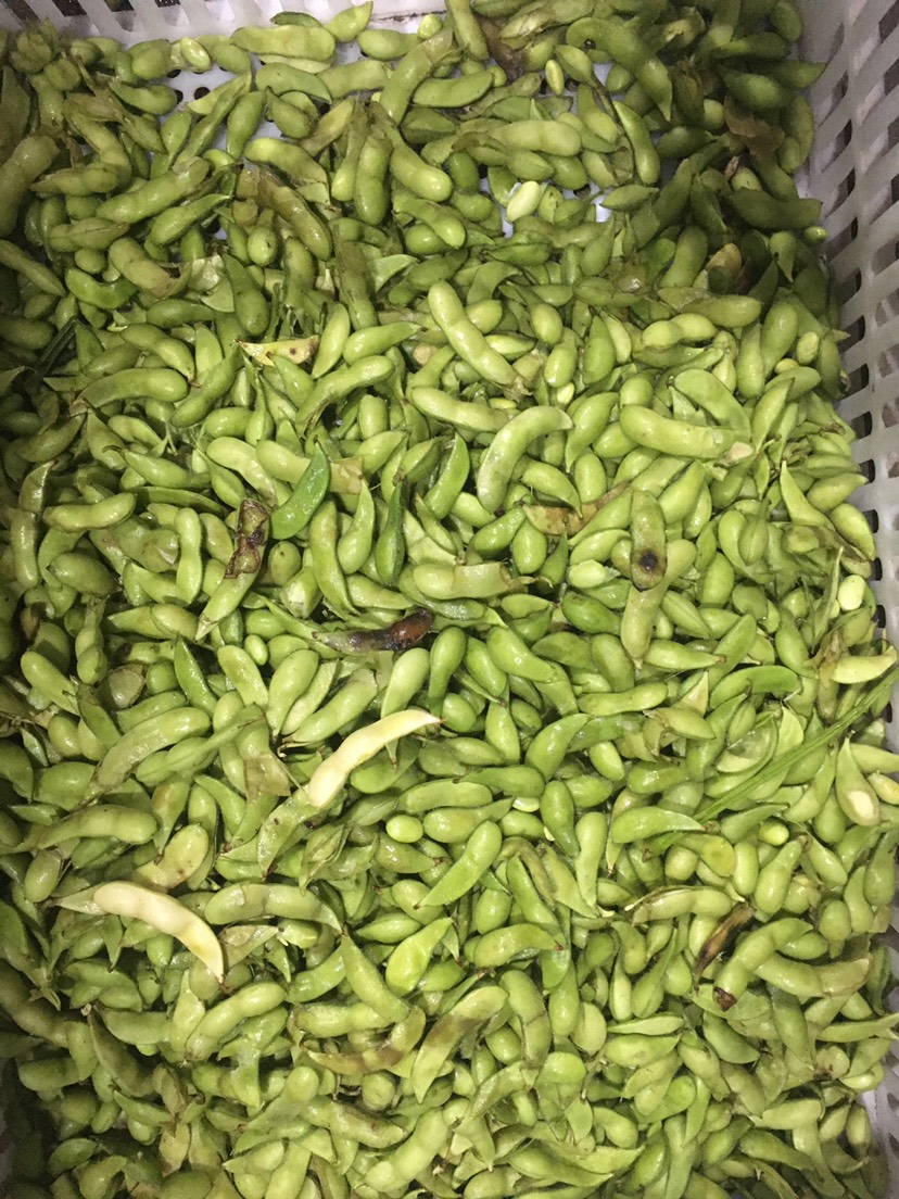 海南毛豆價(jià)格最新行情，友情故事與實(shí)時(shí)市場(chǎng)動(dòng)態(tài)