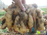 今日山東生姜價(jià)格行情,今日山東生姜價(jià)格行情，變化中的學(xué)習(xí)，賦予我們力量