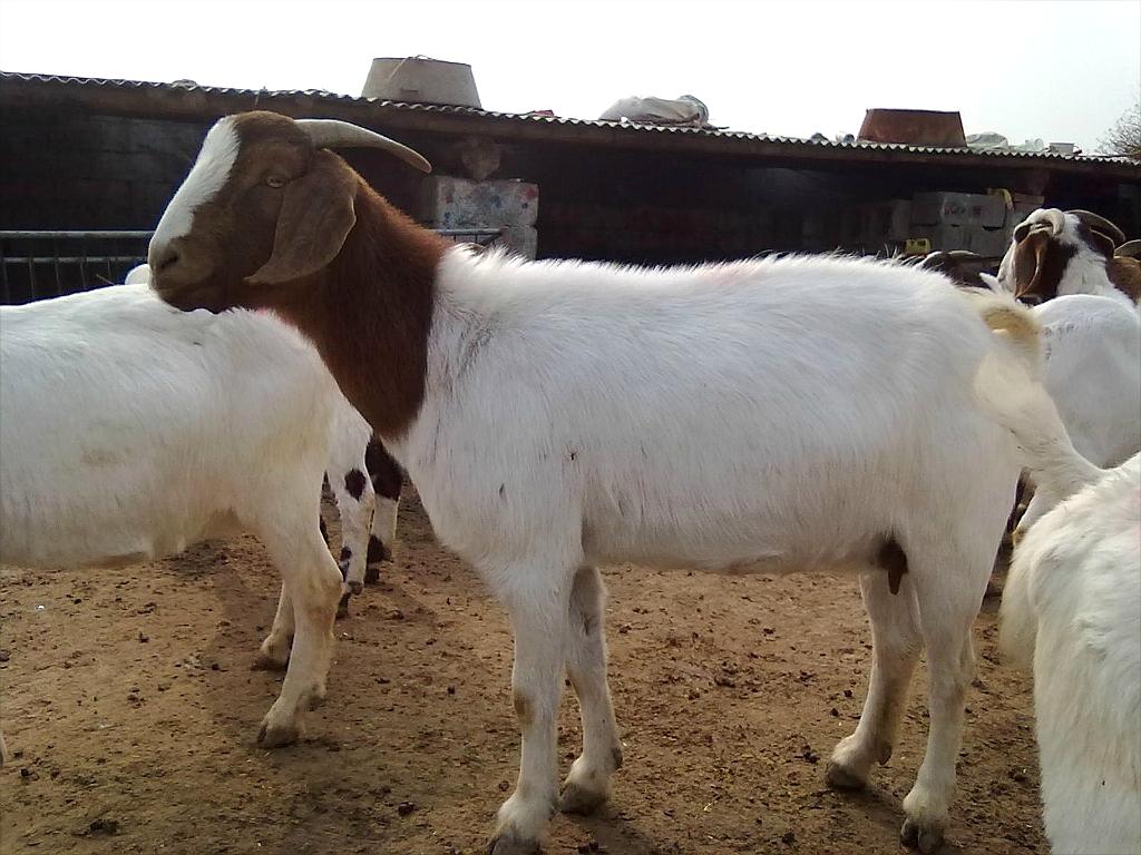 山羊價格，歷史背景、重要事件與地位探究