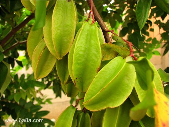 楊桃的甜蜜時光，友情與陪伴的溫馨故事與上市時刻揭秘