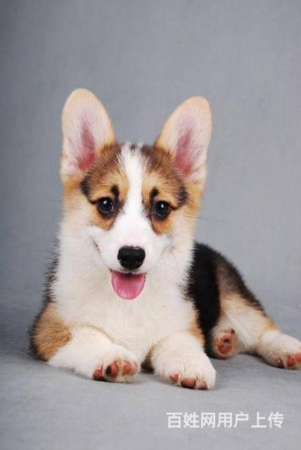 純種柯基價格，科技與生活的融合之選