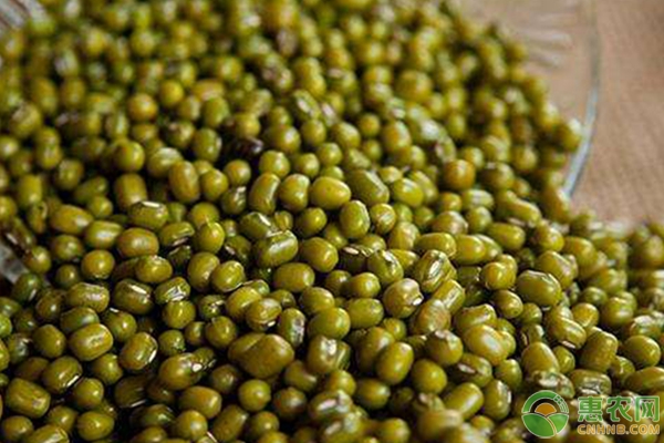 科技賦能下的綠豆市場，最新價格與革新浪潮