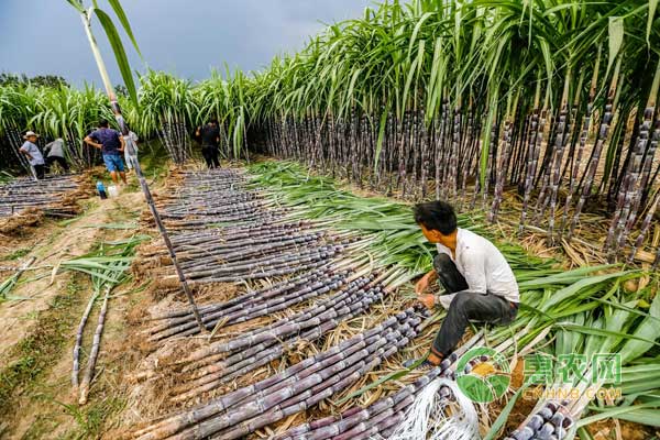 甘蔗行情深度解析，揭秘甜蜜商機(jī)，開(kāi)啟甜蜜事業(yè)之門(mén)！