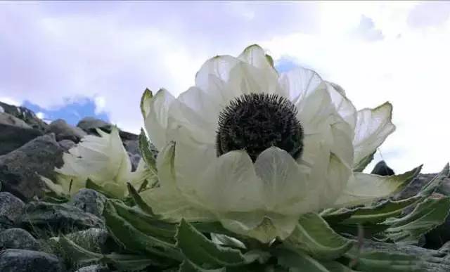 天山野生雪蓮，傳奇價(jià)值與地位的獨(dú)特價(jià)格