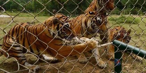 寧波老虎襲擊事件最新進(jìn)展，城市日常中的溫情與友情力量