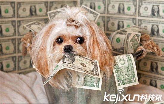 動物世界資訊速遞，小巷中的奇妙探索與未知世界探索