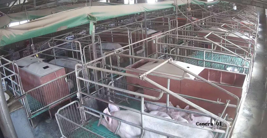 “最新母豬產(chǎn)床技術(shù)”,最新母豬產(chǎn)床技術(shù)，一場技術(shù)與自信的革新之旅