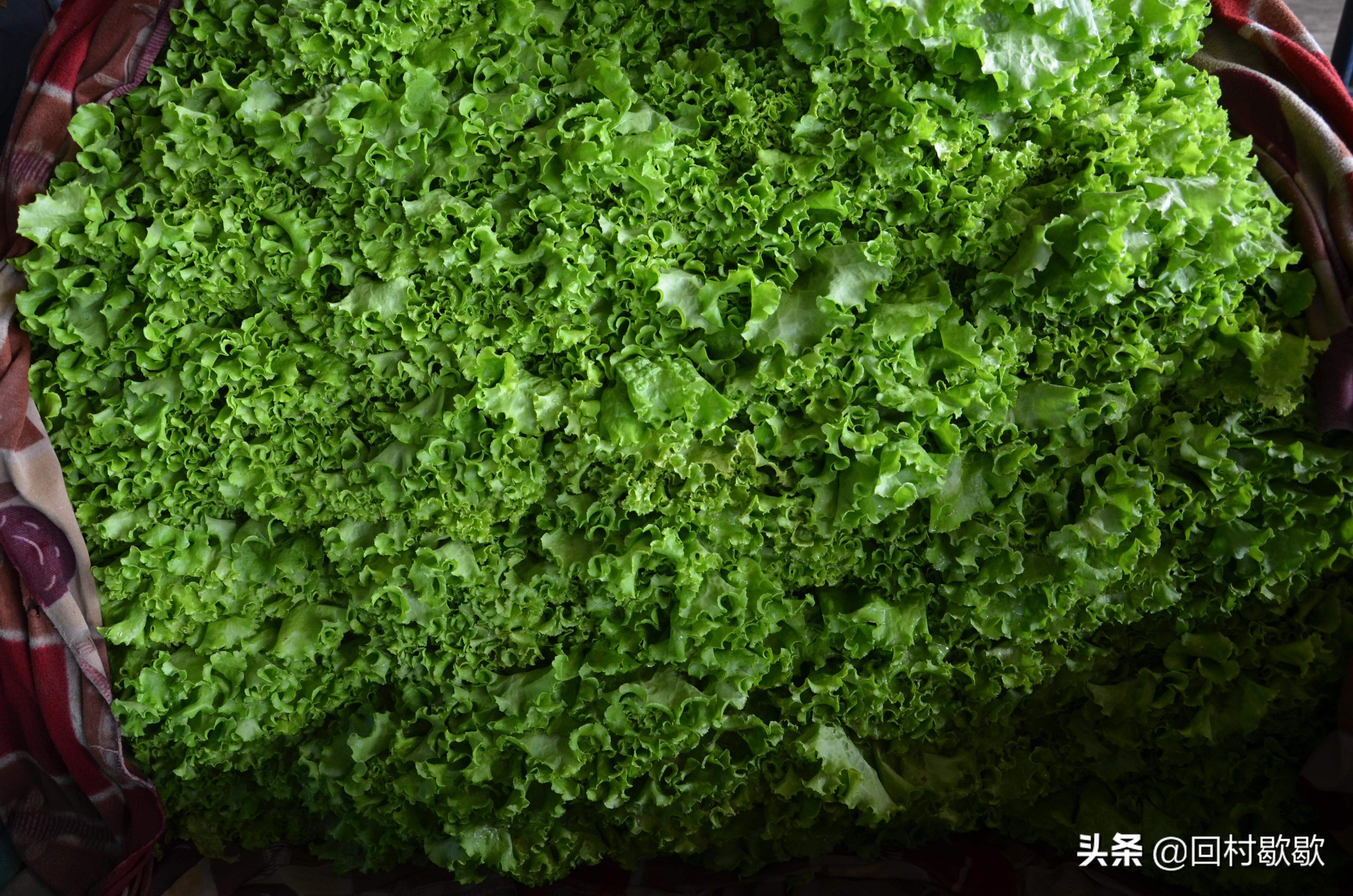 科技引領(lǐng)新生活，最新菜花價(jià)格行情實(shí)時掌握