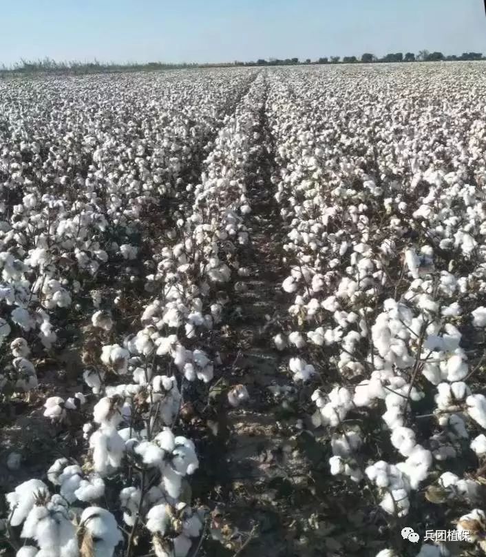 最新棉花資訊，產(chǎn)業(yè)繁榮與挑戰(zhàn)并存