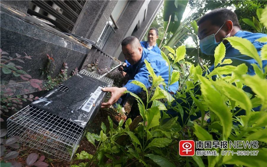 小巷神秘寶藏揭秘，最新捕蛇籠探秘