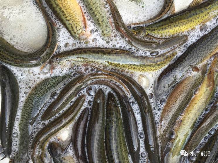 臺(tái)灣泥鰍價(jià)格最新動(dòng)態(tài)報(bào)告，最新行情解析