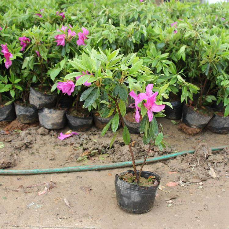 毛杜鵑價格,毛杜鵑價格大解密你的省錢攻略來了！