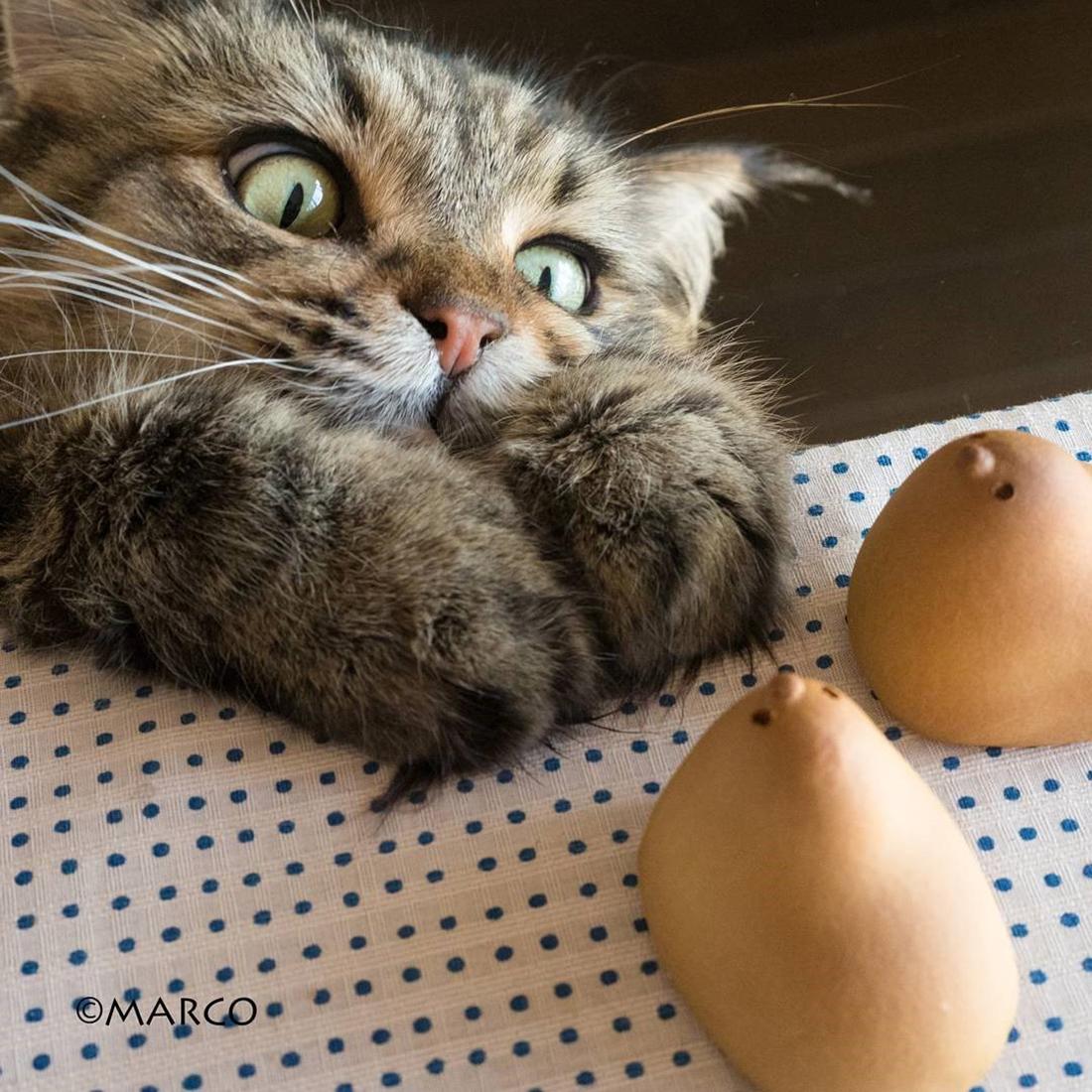 快貓最新科技產(chǎn)品革新，引領(lǐng)未來生活新潮流