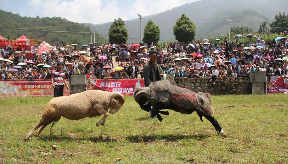 斗羊比賽殘忍視頻直播,斗羊比賽與自信的種子，變化的力量和學(xué)習(xí)的魅力