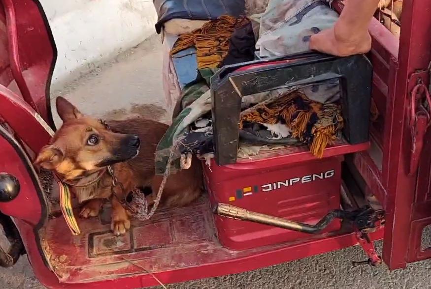 狗肉最新價(jià)格，小巷深處的味覺盛宴揭秘