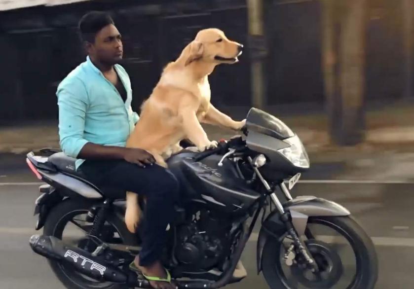 最新遛狗方式，愛的紐帶與溫馨日常的體驗(yàn)