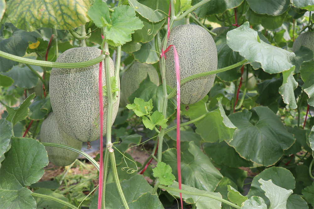 哈密瓜上市季節(jié)、品種與市場供應解析，幾月份是哈密瓜的盛宴？