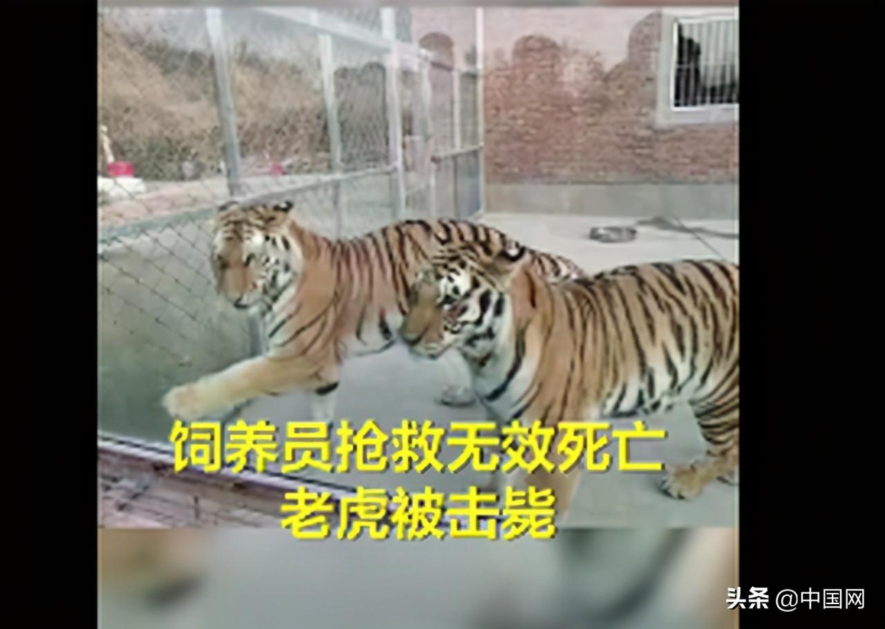 老虎傷人事件最新動態(tài)揭秘，小紅書專欄關(guān)注事件進展????