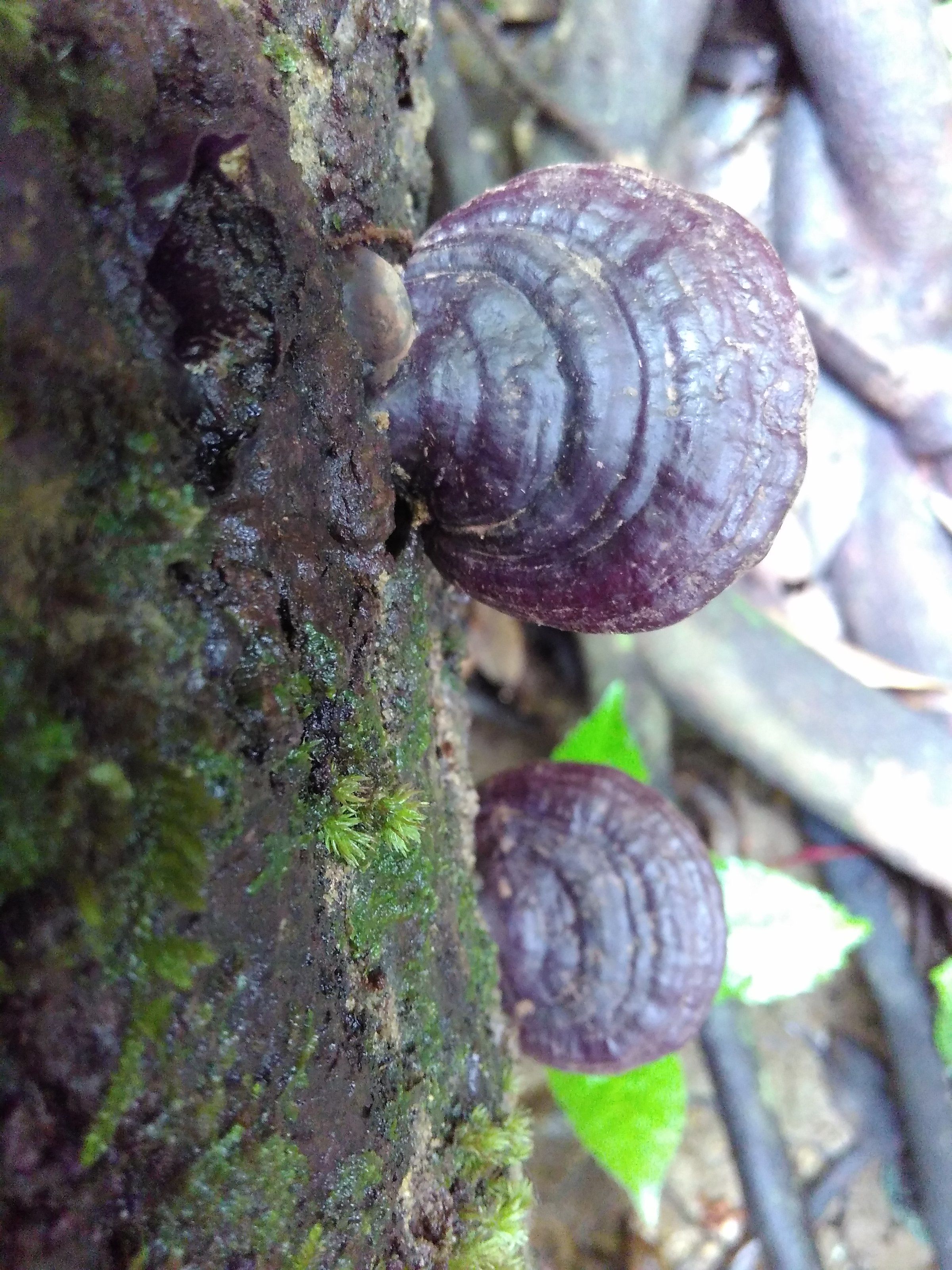 赤靈芝價(jià)格解析，市場(chǎng)價(jià)、市場(chǎng)分析與觀點(diǎn)探討