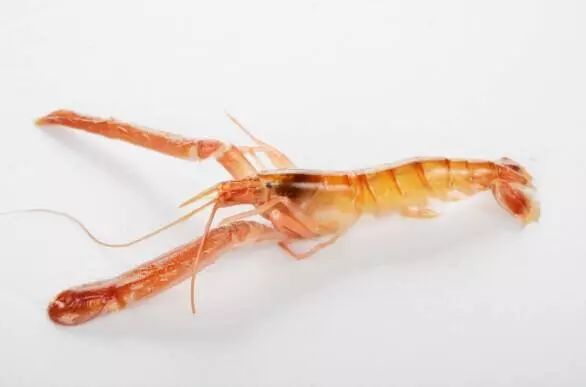 上市蝦，市場潛力與可持續(xù)發(fā)展的博弈之道