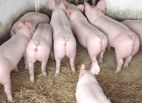 全國(guó)今日生豬行情變化，機(jī)遇與勵(lì)志的力量探索