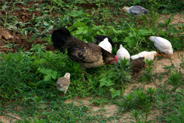 柴雞價(jià)格最新行情及小巷深處的味覺探秘之旅