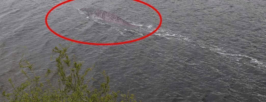 羅平板橋神秘生物最新報(bào)道，不明生物現(xiàn)身！